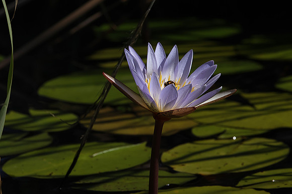 Lotus flowers - Botswana