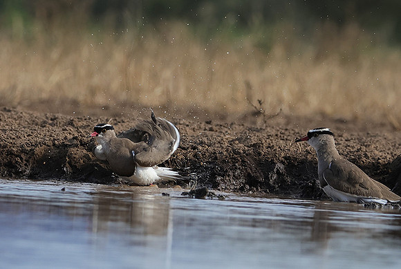 Crowned lapwing - Shompole