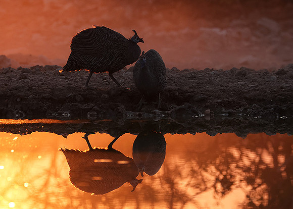 Helmeted guineafowl - Ongava Private Reserve
