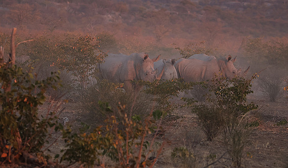 White rhinos  -  Ongava Private Reserve