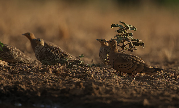 Chestnut-bellied sandgrouse - Shompole
