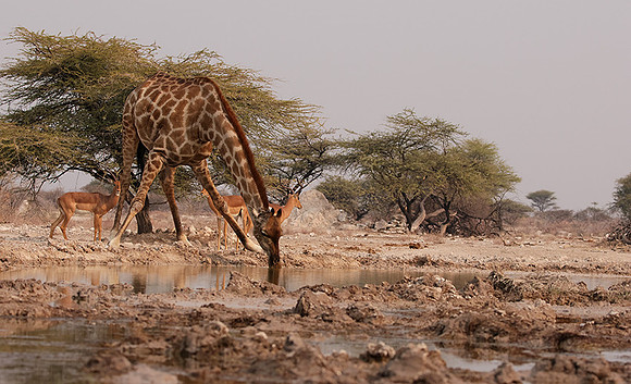 Onguma Private Reserve