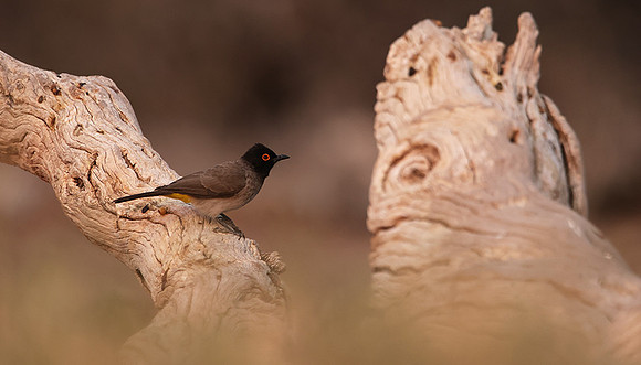 African red-eyed bulbul - Onguma Private Reserve