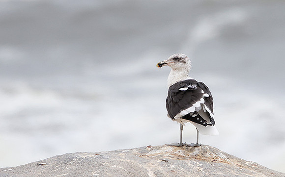 Kelp gull - Skeleton coast