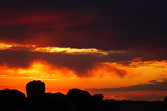 Sunset - Nxai Pan