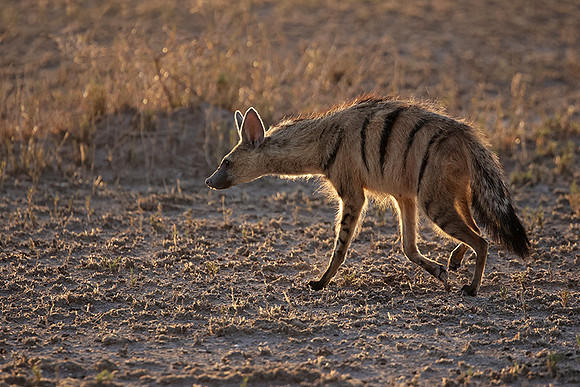 Nxai Pan