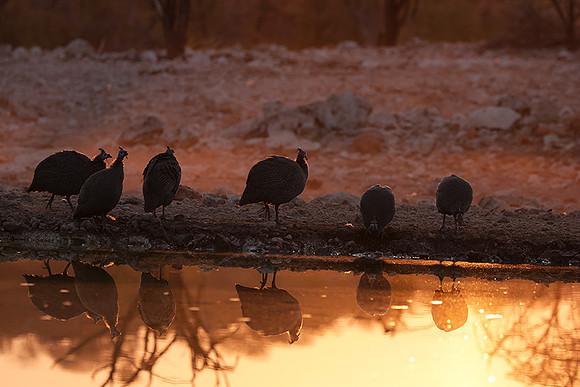 Helmeted guineafowl - Ongava Private Reserve