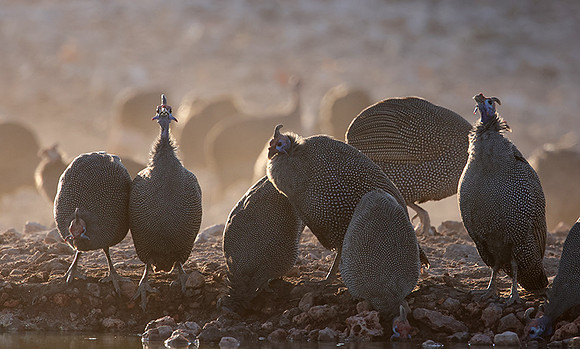 Helmeted guineafowl - Ongava Private Reserve