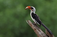 Von der Decken's hornbill