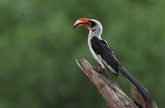 Von der Decken's hornbill