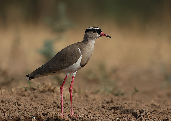 Crowned lapwing - Shompole
