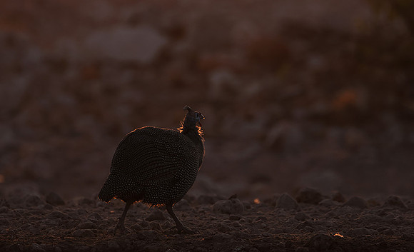Helmeted guineafowl - Ongava Private Reserve