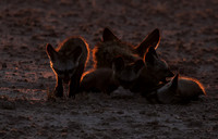 Bat-eared foxes - Nxai Pan