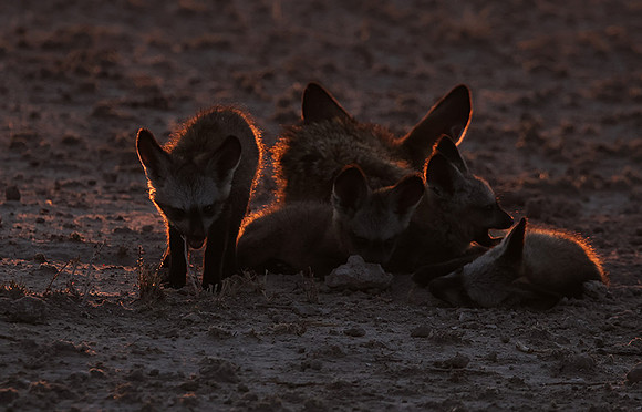 Bat-eared foxes - Nxai Pan