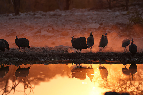 Helmeted guineafowl - Ongava Private Reserve