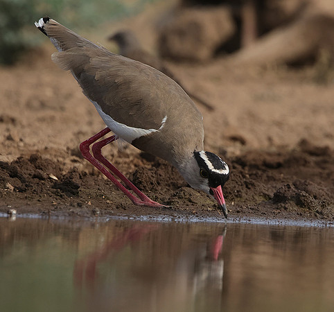 Crowned lapwing - Shompole