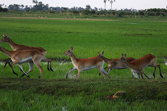 Delta of okavango