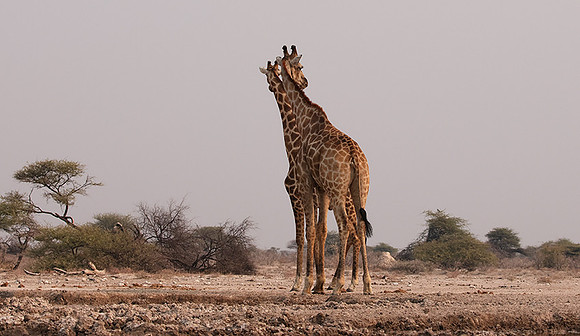 Onguma Private Reserve