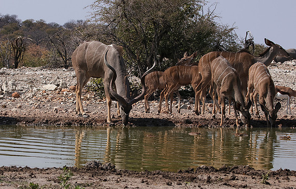 Onguma Private Reserve