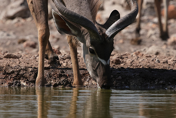 Onguma Private Reserve
