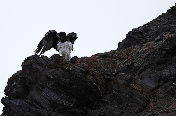 Martial eagle - Hoanib river bed