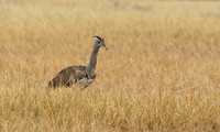 Kori bustard - Shompole