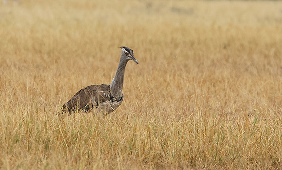 Kori bustard - Shompole