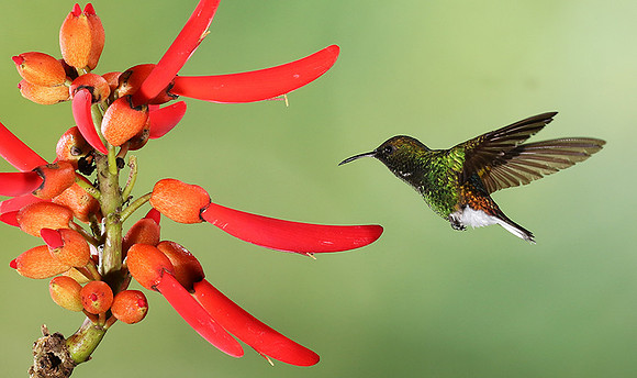Coppery-headed emerald