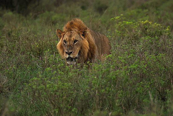 Nakuru