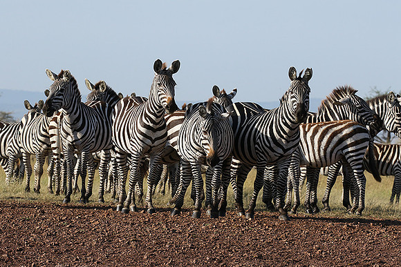 Serengeti - Grumeti Private Reserve