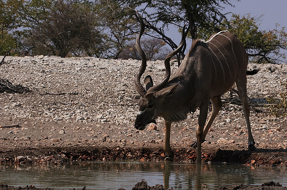 Onguma Private Reserve