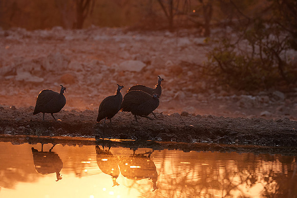 Helmeted guineafowl - Ongava Private Reserve