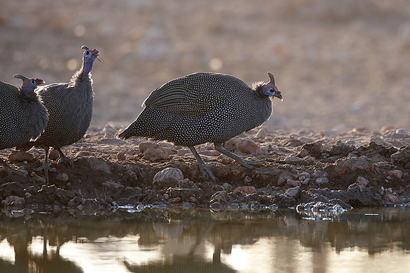 Helmeted guineafowl - Ongava Private Reserve