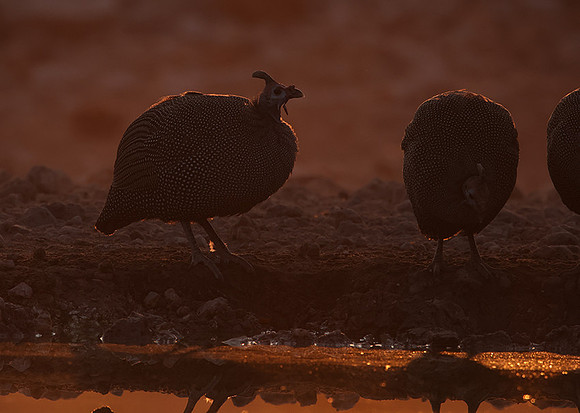 Helmeted guineafowl - Ongava Private Reserve