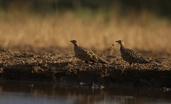 Chestnut-bellied sandgrouse - Shompole