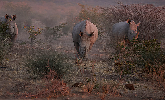 White rhinos  -  Ongava Private Reserve