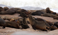 Cape fur seals - Skeleton coast