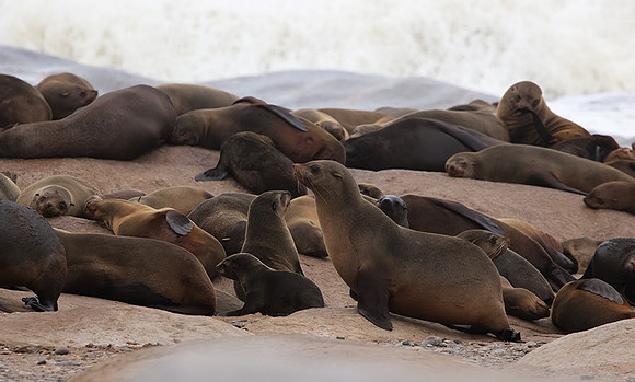 Cape fur seals - Skeleton coast