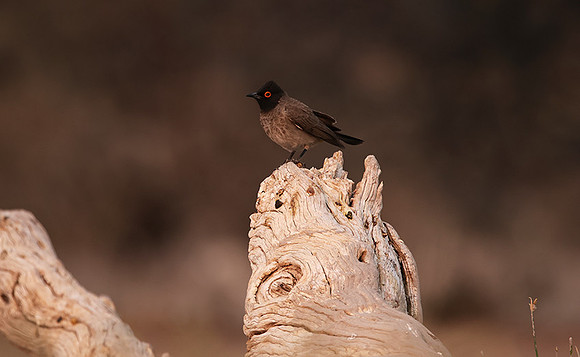 African red-eyed bulbul - Onguma Private Reserve