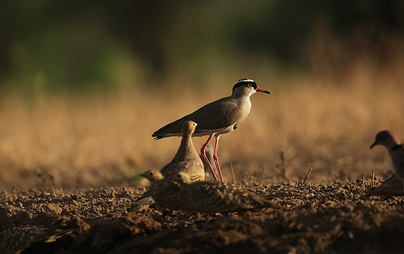 Crowned lapwing - Shompole