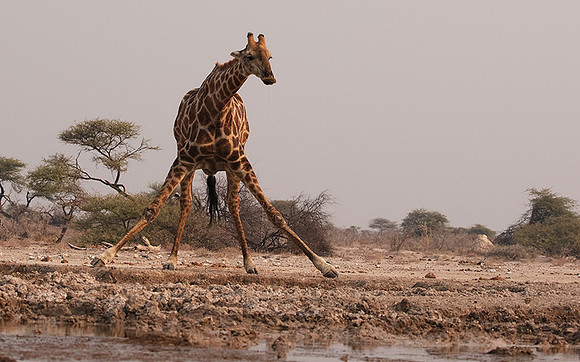 Onguma Private Reserve