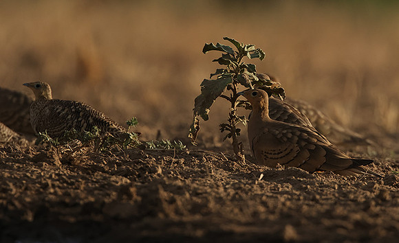 Chestnut-bellied sandgrouse - Shompole