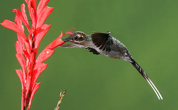 Green hermit