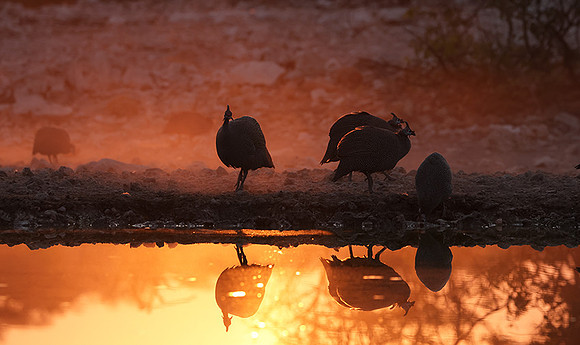 Helmeted guineafowl - Ongava Private Reserve