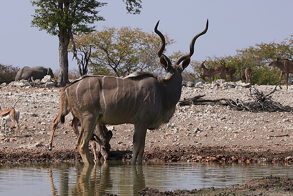 Onguma Private Reserve