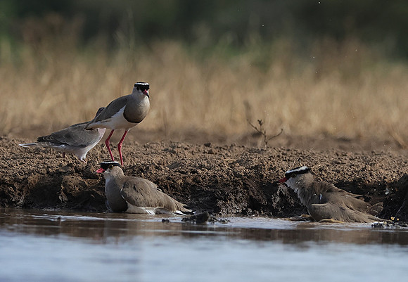 Crowned lapwing - Shompole