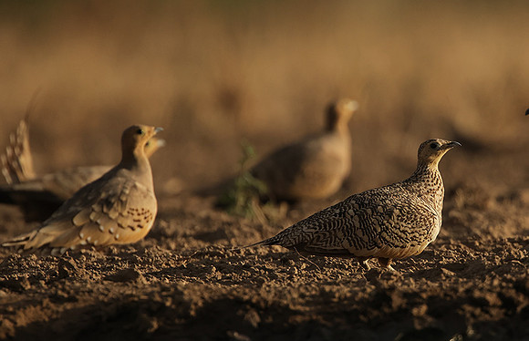 Chestnut-bellied sandgrouse - Shompole