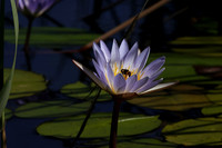 Lotus flowers - Botswana