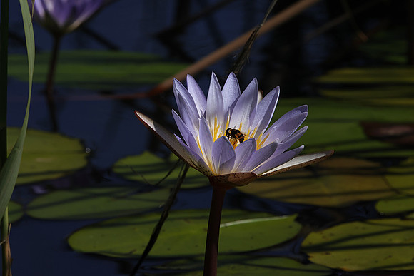 Lotus flowers - Botswana