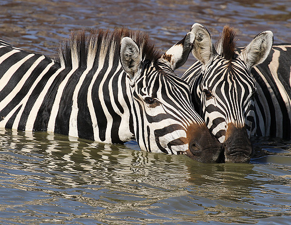 Serengeti - Grumeti Private Reserve